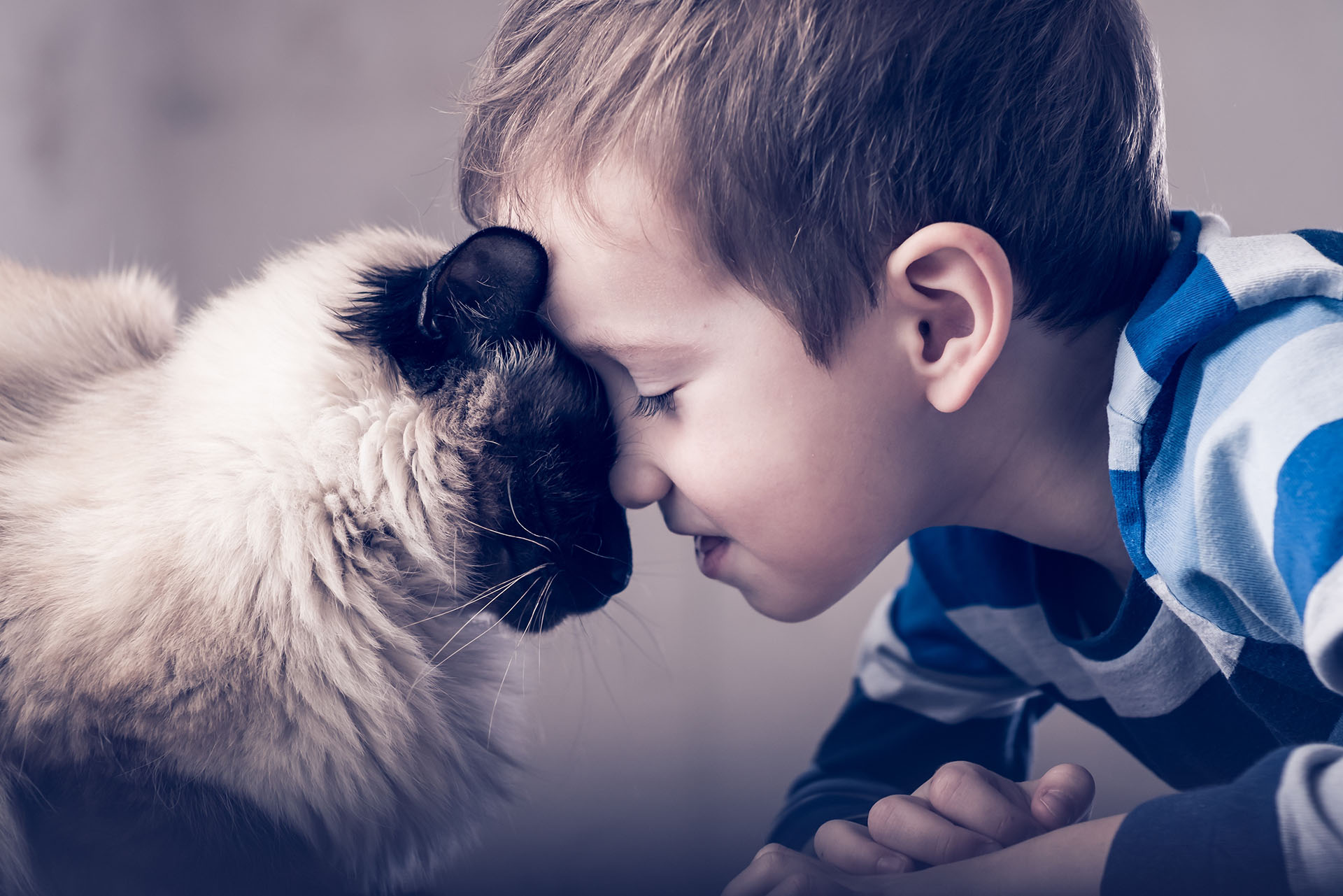 A young boy wearing a striped shirt gently touches foreheads with a fluffy Siamese cat. Both have their eyes closed, sharing a peaceful and affectionate moment together.
